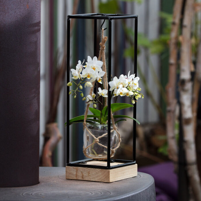 Frame met Tresor orchidee
