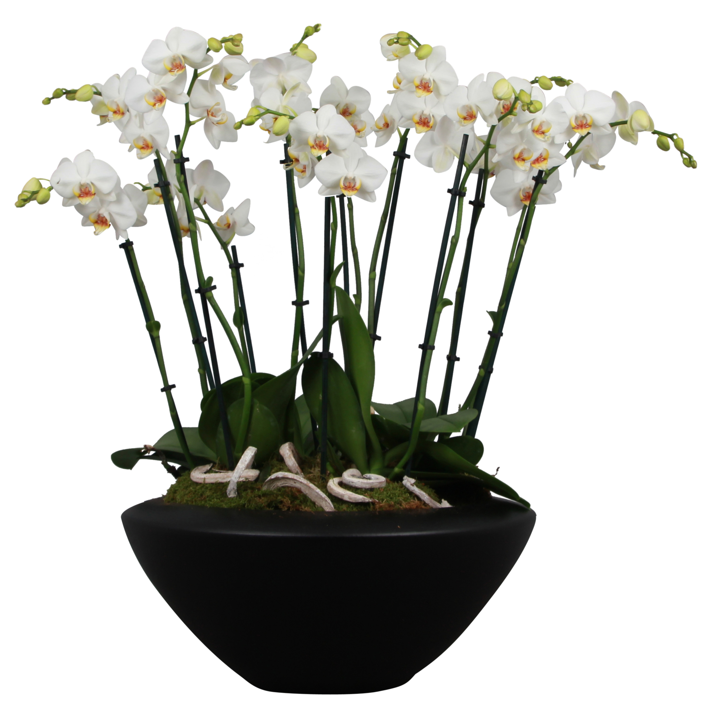 Schaal witte orchideeën - Artisan Handmade Orchids